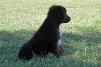 Onyx #7, a female Australian Shepherd for sale in Canton, TX – 3 of 9