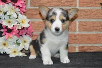 Babe #4, a female Pembroke Welsh Corgi for sale in Canton, TX – Photo 3 of 10