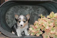 Babe #4, a female Pembroke Welsh Corgi for sale in Canton, TX – Photo 6 of 10