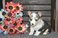 Babe #4, a female Pembroke Welsh Corgi for sale in Canton, TX – Photo 7 of 10