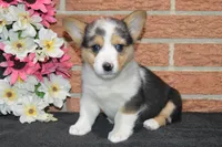 Babe #4, a female Pembroke Welsh Corgi for sale in Canton, TX – Photo 4 of 10