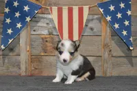 Babe #4, a female Pembroke Welsh Corgi for sale in Canton, TX – Photo 9 of 10