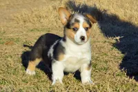 Babe #4, a female Pembroke Welsh Corgi for sale in Canton, TX – Photo 1 of 10