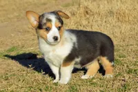 Babe #4, a female Pembroke Welsh Corgi for sale in Canton, TX – Photo 2 of 10