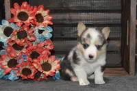 Babe #4, a female Pembroke Welsh Corgi for sale in Canton, TX – Photo 8 of 10