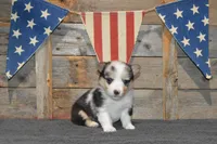 Babe #4, a female Pembroke Welsh Corgi for sale in Canton, TX – Photo 10 of 10