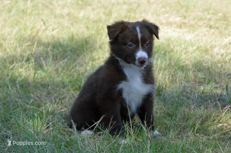 Onyx #6 – Australian Shepherd puppy for sale in Canton, TX