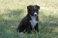 Onyx #6, a female Australian Shepherd for sale in Canton, TX – 4 of 9