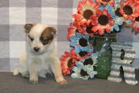 Zona #7, a female Australian Cattle Dog for sale in Canton, TX – 4 of 5