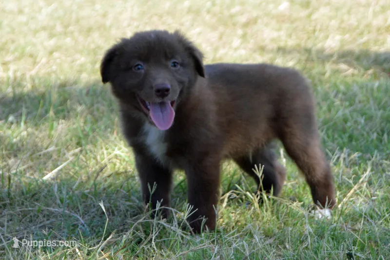 Onyx #3 – Australian Shepherd puppy for sale in Canton, TX
