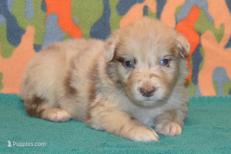 Roja #1 – Australian Shepherd puppy for sale in Canton, TX