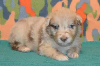 Roja #1, a male Australian Shepherd for sale in Canton, TX – 1 of 2
