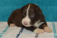 Roja #4, a male Australian Shepherd for sale in Canton, TX – 2 of 2