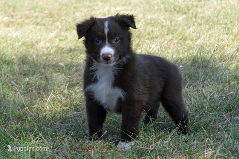 Onyx #6 – Australian Shepherd puppy for sale in Canton, TX