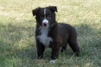 Onyx #6, a female Australian Shepherd for sale in Canton, TX – 5 of 9