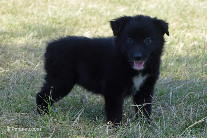 Onyx #5 – Australian Shepherd puppy for sale in Canton, TX