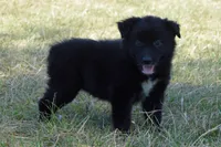 Onyx #5, a female Australian Shepherd for sale in Canton, TX – 5 of 10