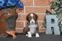 Kelcie #4, a male Australian Shepherd for sale in Canton, TX – 4 of 5