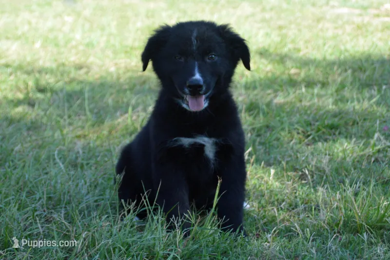 Onyx #1 – Australian Shepherd puppy for sale in Canton, TX