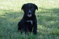 Onyx #1, a male Australian Shepherd for sale in Canton, TX – 4 of 10
