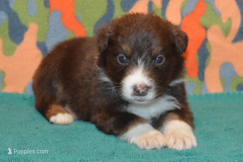 Roja #5 – Australian Shepherd puppy for sale in Canton, TX