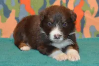 Roja #5, a male Australian Shepherd for sale in Canton, TX – 1 of 2