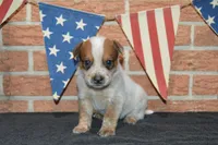 Teeter #1, a male Australian Cattle Dog for sale in Canton, TX – 2 of 4
