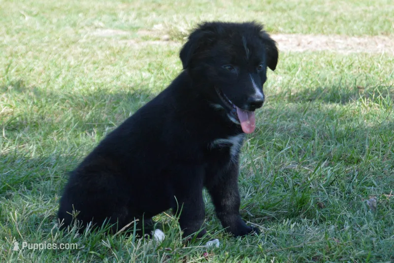 Onyx #1 – Australian Shepherd puppy for sale in Canton, TX