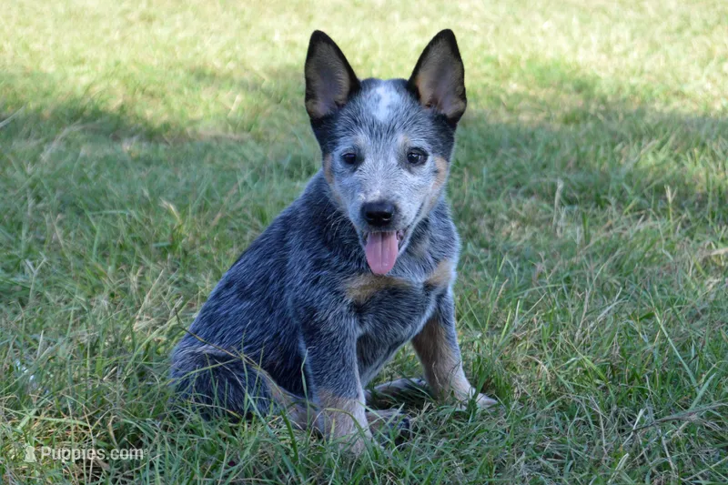 Zona #4 – Australian Cattle Dog puppy for sale in Canton, TX