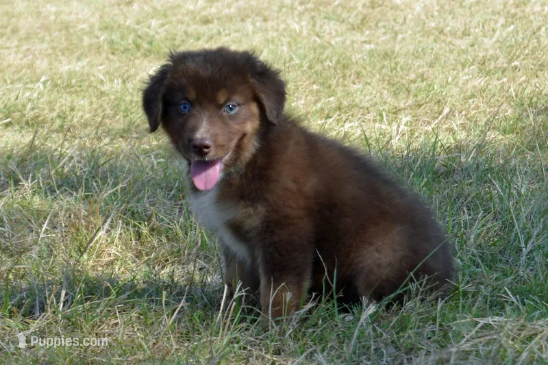 Roja #7 – Australian Shepherd puppy for sale in Canton, TX