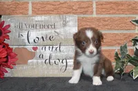 Kelcie #4, a male Australian Shepherd for sale in Canton, TX – 3 of 5