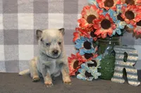 Zona #2, a male Australian Cattle Dog for sale in Canton, TX – 4 of 5