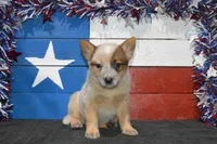 Zona #7, a female Australian Cattle Dog for sale in Canton, TX – 2 of 5
