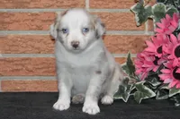 Ellie #6, a female Australian Shepherd for sale in Canton, TX – Photo 2 of 5