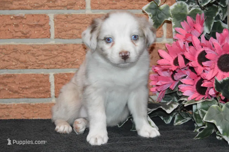 Ellie #6 – Australian Shepherd puppy for sale in Canton, TX