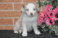 Ellie #6, a female Australian Shepherd for sale in Canton, TX – Photo 1 of 5