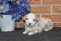 Ellie #6, a female Australian Shepherd for sale in Canton, TX – Photo 5 of 5