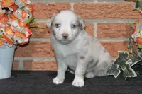 Ellie #6, a female Australian Shepherd for sale in Canton, TX – Photo 3 of 5