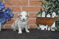 Ellie #6, a female Australian Shepherd for sale in Canton, TX – Photo 4 of 5