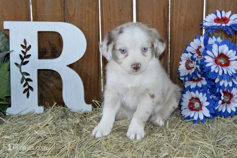Ellie #5 – Australian Shepherd puppy for sale in Canton, TX