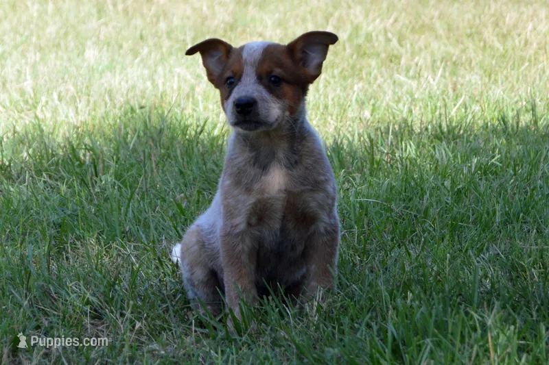 Teeter #1 – Australian Cattle Dog puppy for sale in Canton, TX