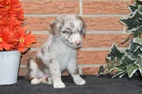 Kelcie #2, a male Australian Shepherd for sale in Canton, TX – 2 of 5