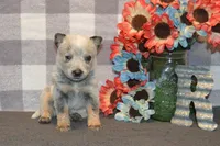 Zona #4, a male Australian Cattle Dog for sale in Canton, TX – 4 of 6