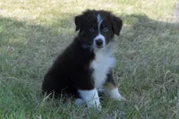 Roja #3, a male Australian Shepherd for sale in Canton, TX – 5 of 10