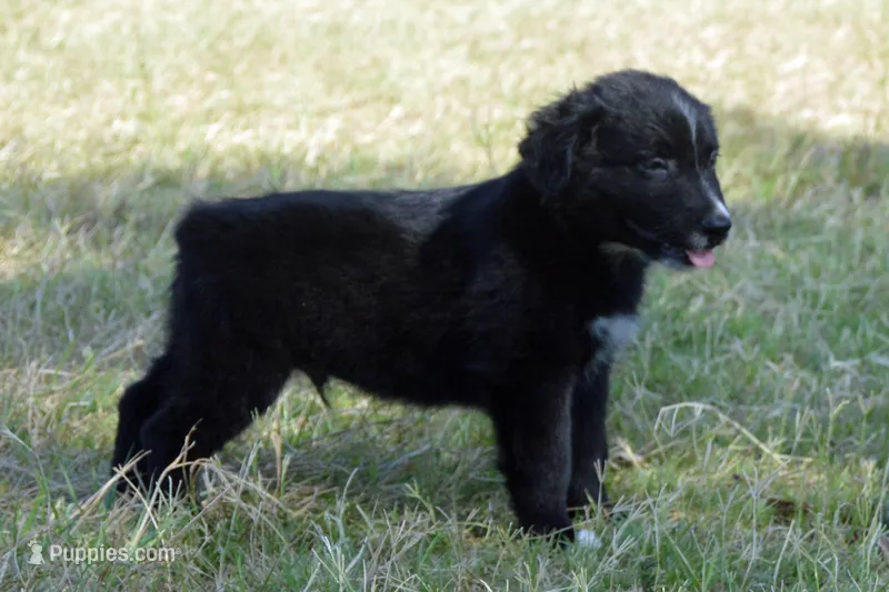 Onyx #1 – Australian Shepherd puppy for sale in Canton, TX