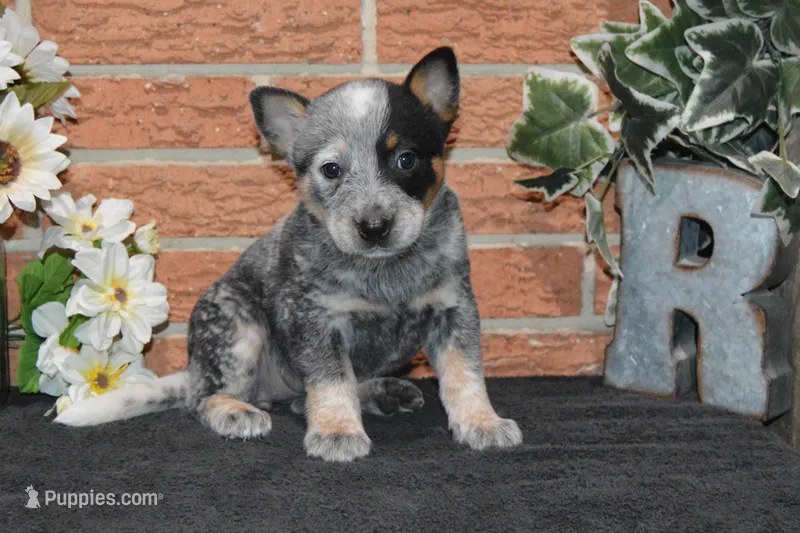 Letty #8 – Australian Cattle Dog puppy for sale in Canton, TX