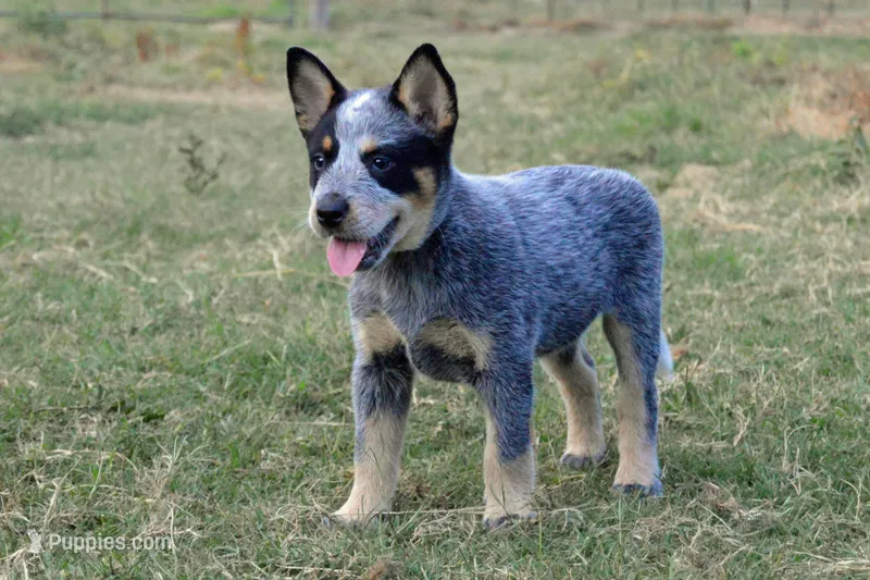 Letty #5 – Australian Cattle Dog puppy for sale in Canton, TX