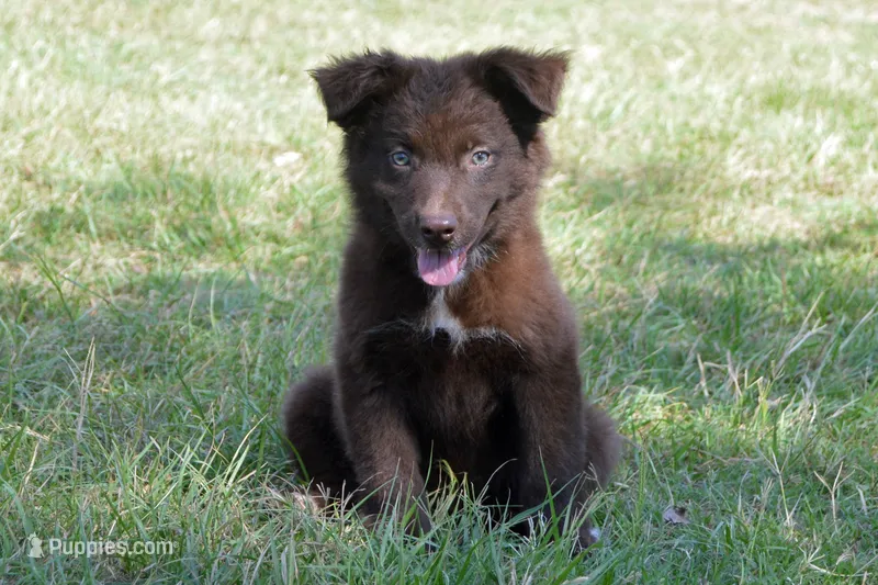 Onyx #8 – Australian Shepherd puppy for sale in Canton, TX