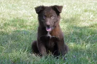 Onyx #8, a female Australian Shepherd for sale in Canton, TX – 3 of 10