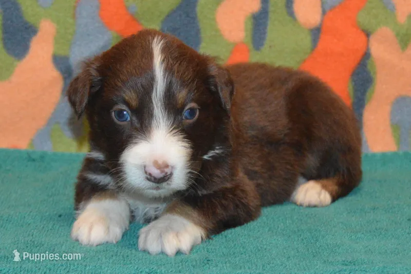 Roja #4 – Australian Shepherd puppy for sale in Canton, TX